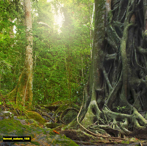 jual poster pemandangan hutan forest 168