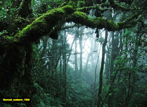 jual poster pemandangan hutan forest 184 jual poster pemandangan hutan forest 184