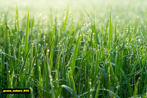 jual poster pemandangan rumput grass 015