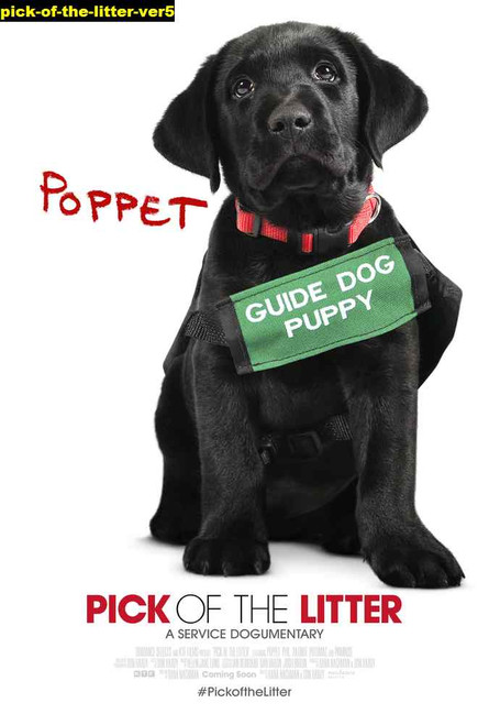 Jual Poster Film pick of the litter ver5