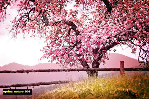 jual poster pemandangan musim semi spring 008