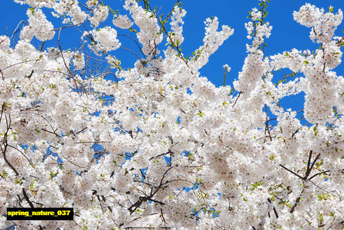 jual poster pemandangan musim semi spring 037