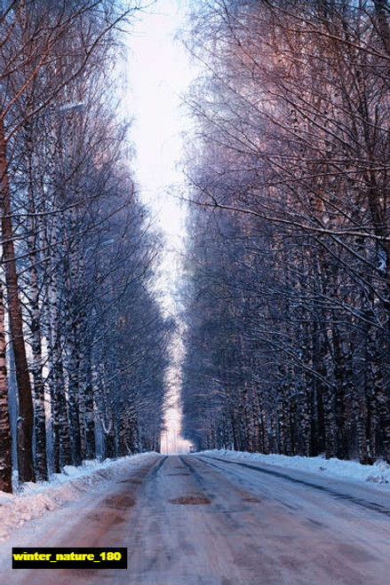 jual poster pemandangan musim salju dingin winter 180 jual poster pemandangan musim salju dingin winter 180
