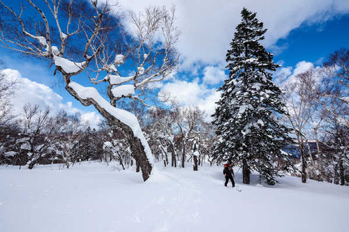 Jual Poster Forest Snow Winter Sports Skiing6 APC