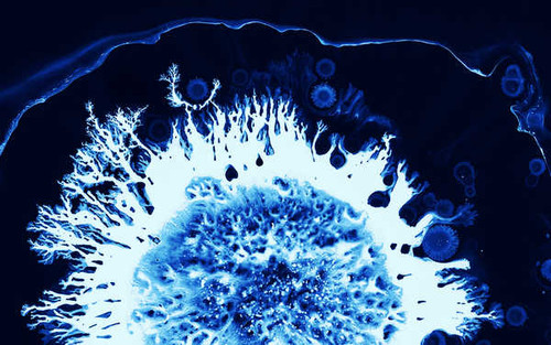 Jual Poster coral blue ink art macro hd WPS