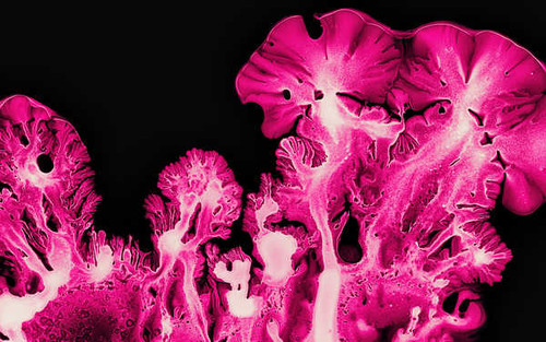 Jual Poster coral pink ink art macro hd WPS