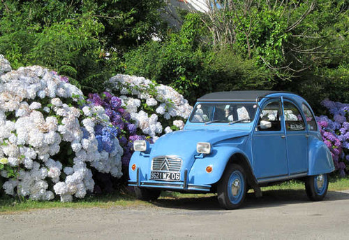 Jual Poster Citroen Retro Hydrangea 1ZM