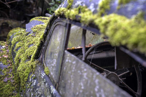 Jual Poster Old Moss 1ZM