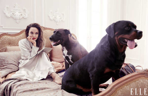 Jual Poster Actresses Angelina Jolie5 APC001 Jual Poster Actresses Angelina Jolie5 APC001