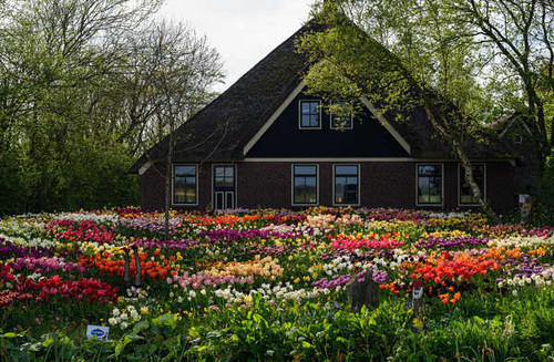 Jual Poster Amsterdam Flower Garden House Man Made Netherlands Tulip Buildings House APC