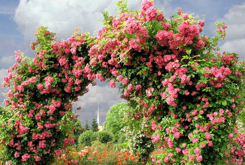 Jual Poster Arch Garden Pink Pink Rose Rose Rose Bush Man Made Garden APC