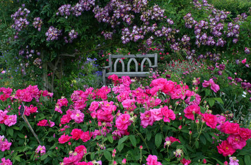 Jual Poster Bench Flower Garden Pink Flower Rose Man Made Garden APC