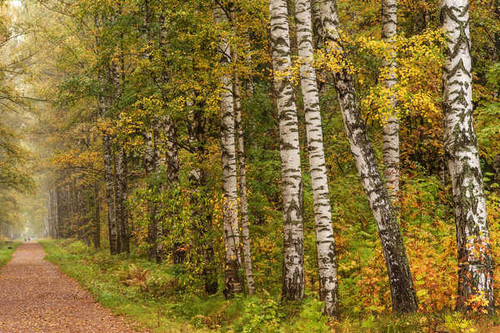 Jual Poster Birch Fall Foliage Forest Path Tree Man Made Path APC
