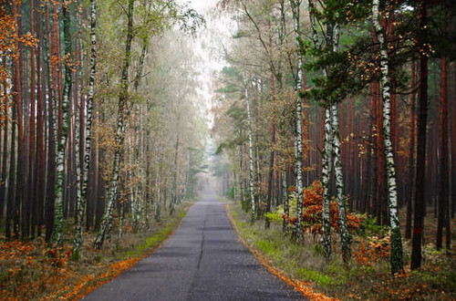 Jual Poster Birch Forest Road Man Made Road APC