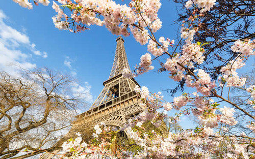 Jual Poster Blossom Eiffel Tower France Monument Paris Pink Flower Spring Monuments Eiffel Tower APC