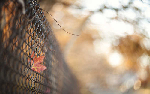 Jual Poster Bokeh Fence Leaf Man Made Fence APC