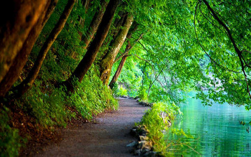 Jual Poster Branch Green Lake Leaf Path Tree Walkway Man Made Path APC