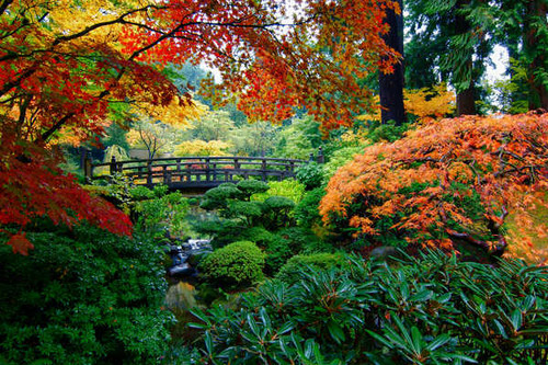 Jual Poster Bridge Earth Fall Foliage Garden Japanese Garden Tree Man Made Garden APC