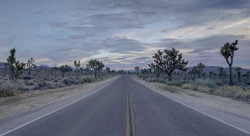 Jual Poster California Desert Highway Joshua Tree National Park Road Tree Man Made Road APC