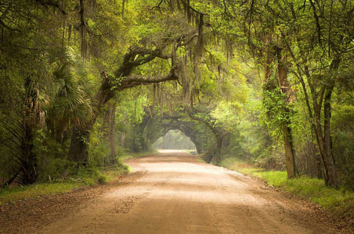 Jual Poster Canopy Dirt Road Green Road Tree Man Made Road APC