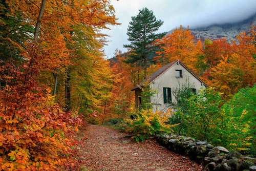 Jual Poster Colorful Fall House Path Shed Tree Man Made Path APC