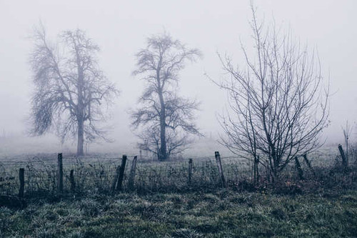 Jual Poster Fall Fence Fog Morning Nature Tree Man Made Fence APC