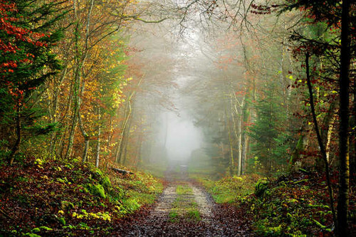 Jual Poster Fall Fog Foliage Forest Path Road Man Made Road APC