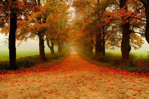 Jual Poster Fall Fog Foliage Path Road Tree Tree Lined Man Made Path APC