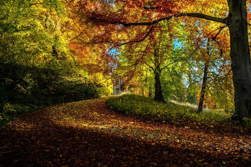 Jual Poster Fall Foliage Forest Leaf Path Man Made Path APC