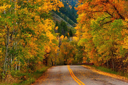 Jual Poster Fall Foliage Forest Mountain Road Man Made Road APC 002