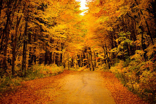 Jual Poster Fall Foliage Forest Nature Road Man Made Road APC 002