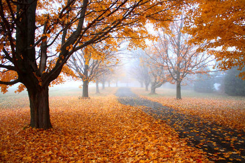 Jual Poster Fall Foliage Leaf Path Sidewalk Tree orange (Color) Man Made Path APC