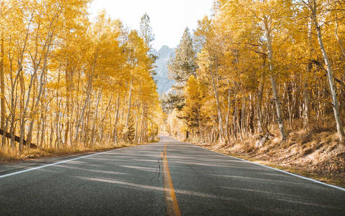 Jual Poster Fall Foliage Nature Road Tree Man Made Road5 APC