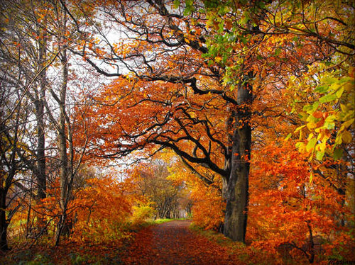 Jual Poster Fall Foliage Park Path Tree Man Made Path APC