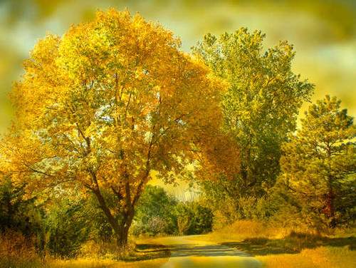 Jual Poster Fall Foliage Road Tree Yellow Man Made Road APC