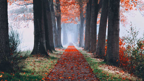 Jual Poster Fall Tree Man Made Path7 APC