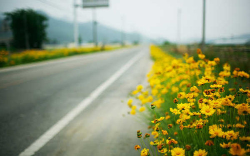 Jual Poster Flower Man Made Road APC