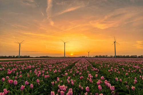 Jual Poster Flower Netherlands Pink Flower Sunset Tulip Wind Turbine Man Made Wind Turbine6 APC