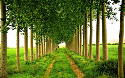 Jual Poster Grass Path Tree Tree Lined Man Made Path APC