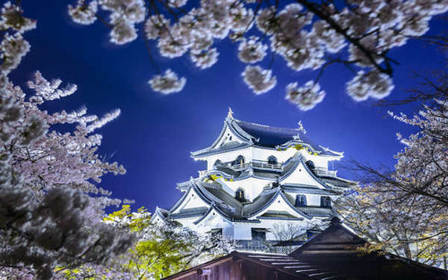 Jual Poster Hikone Hikone Castle Japan Shiga Prefecture Spring Castles Hikone Castle APC