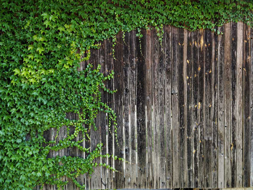 Jual Poster Ivy Plant Wood Man Made Wood APC