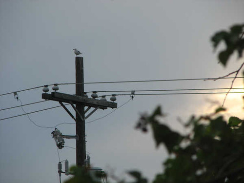 Jual Poster Man Made Power Line APC 003