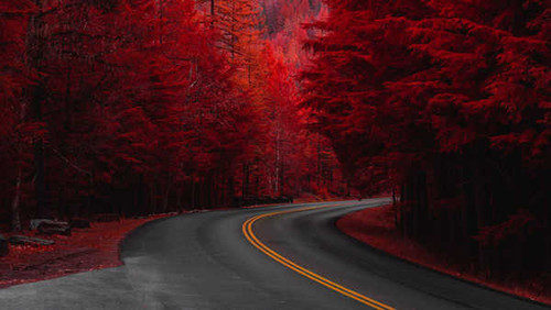 Jual Poster Pine Tree Red Road Tree Man Made Road2 APC