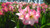 Jual Poster Amaryllis Flower Pink Flower Flowers Amaryllis APC