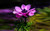 Jual Poster Anemone Earth Flower Purple Flower Flowers Anemone APC