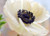 Jual Poster Anemone Flower Macro Nature White Flower Flowers Anemone APC
