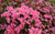 Jual Poster Azalea Flower Flowers Azalea 004APC