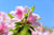 Jual Poster Azalea Flower Macro Petal Spring Flowers Azalea APC