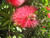 Jual Poster Bee Flower Flowers Bottlebrush 001APC