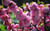 Jual Poster Blossom Branch Earth Flower Pink Flower Flowers Blossom APC